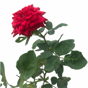 Miniature Rose Red (Button Rose)