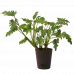 Xanadu Philodendron Plant