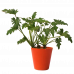 Xanadu Philodendron Plant