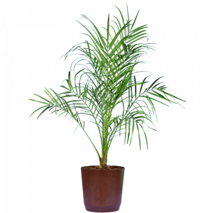 Phoenix Palm (Date Palms) Plant