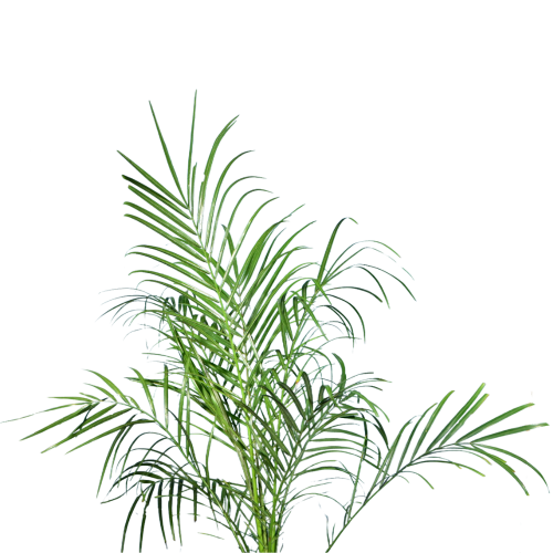 Phoenix Palm (Date Palms) Plant