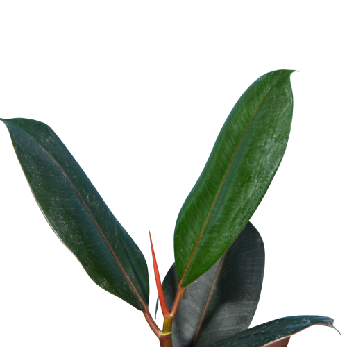 Rubber Plant (Ficus Elastica)