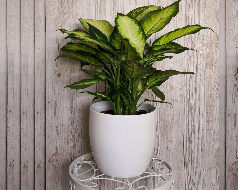 Buy Dieffenbachia Honeydew (Dumb canes) Online at Lowest Price